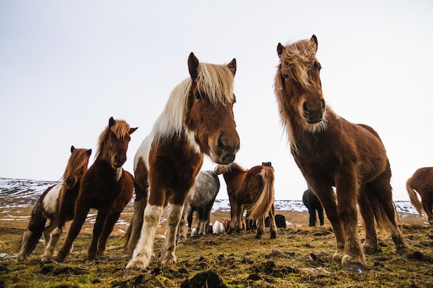 Ángulo de visión baja de caballos islandeses en un campo cubierto de nieve y hierba en Islandia