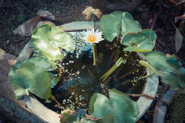 Única flor de loto