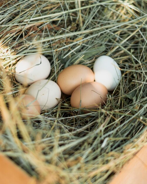 Nido de paja lleno de huevos blancos y marrones