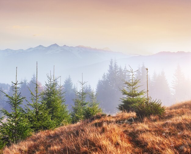 La niebla de la mañana se arrastra con restos sobre el bosque de otoño de montaña cubierto de hojas de oro. Picos nevados de majestuosas montañas en el fondo