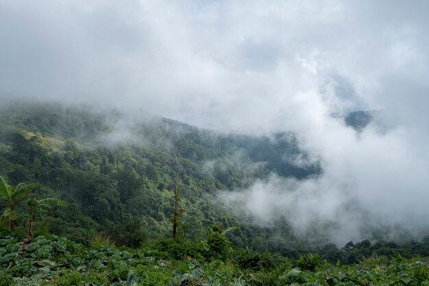 niebla en la montaña del bosque, Tailandia