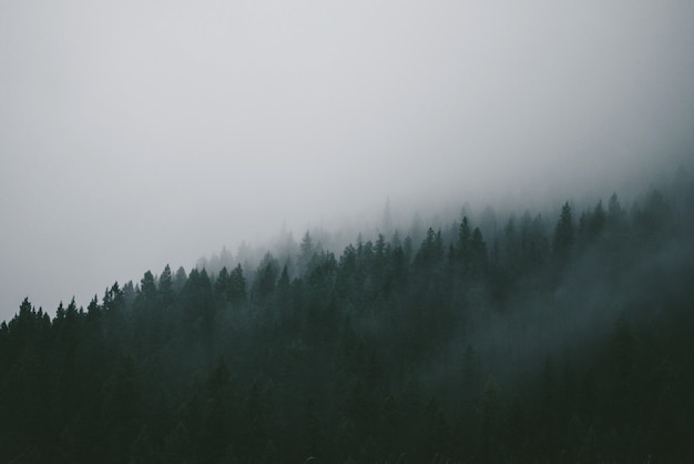 Foto gratuita niebla que cubre los pinos verdes en el bosque