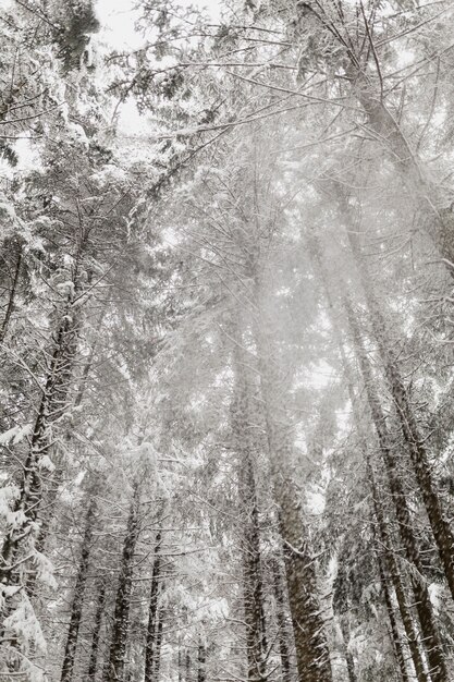 Nieve cayendo de los árboles