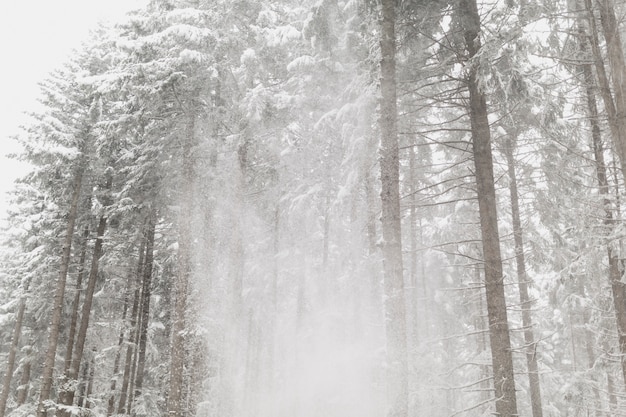 Nieve cayendo del bosque