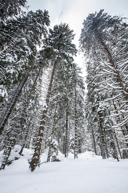 Nieve cayendo en un hermoso bosque de pinos. Fantástico paisaje de invierno