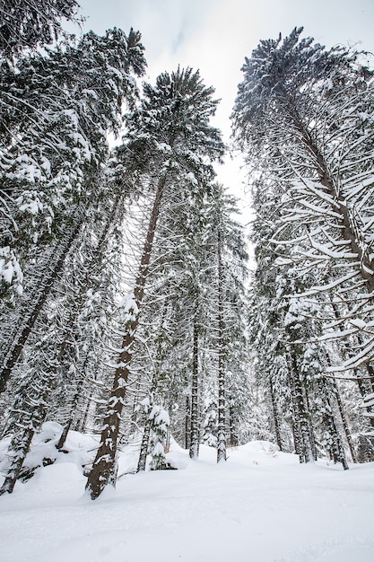 Nieve cayendo en un hermoso bosque de pinos. Fantástico paisaje de invierno