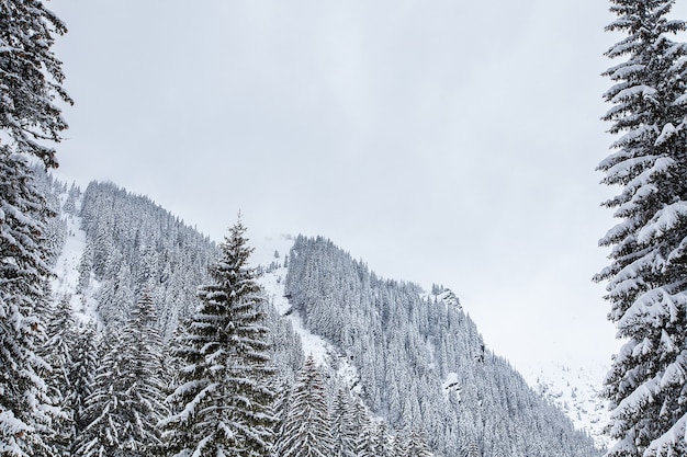 Nieve cayendo en un hermoso bosque de pinos. Fantástico paisaje de invierno