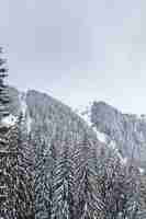 Foto gratuita nieve cayendo en un hermoso bosque de pinos. fantástico paisaje de invierno