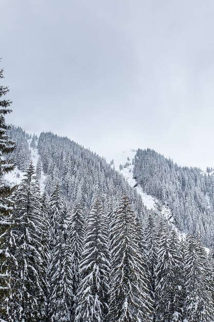 Nieve cayendo en un hermoso bosque de pinos. Fantástico paisaje de invierno