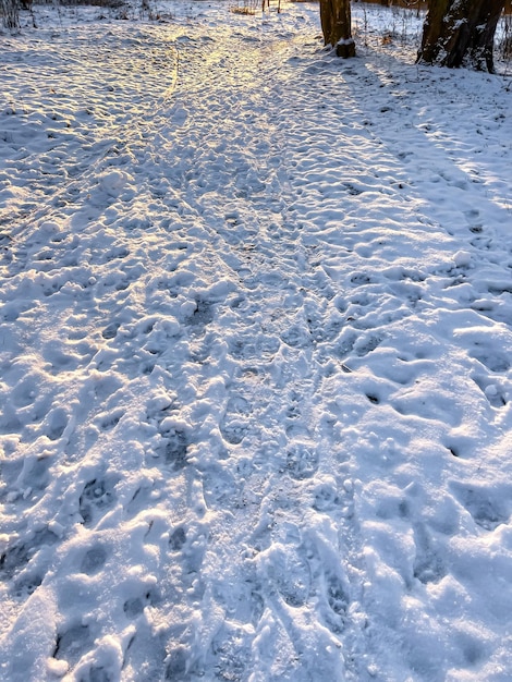 Foto gratuita nieve con diferentes huellas en el bosque de invierno