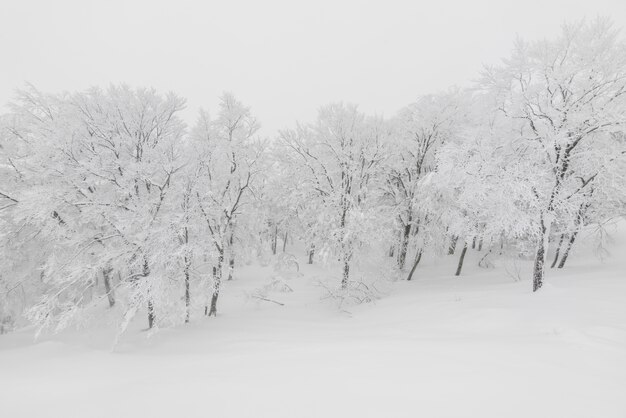 Nieve hermosa belleza tiempo al aire libre