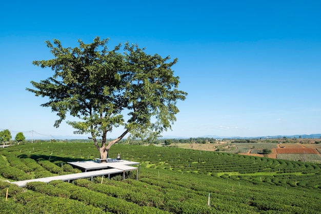 Foto gratuita niña bajo gran árbol en el campo de té