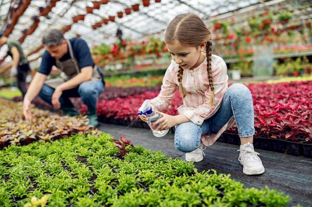 Niña linda usando botella de spray y plantas nutritivas en un invernadero Su padre está en el fondo