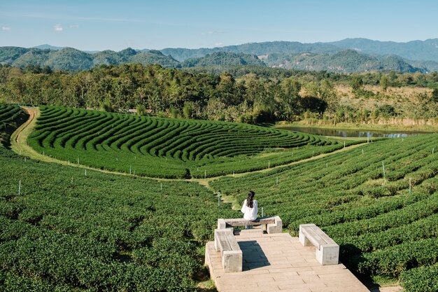 niña solitaria en el campo de la granja de té