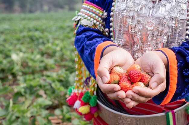 Las niñas tribales están recogiendo fresas