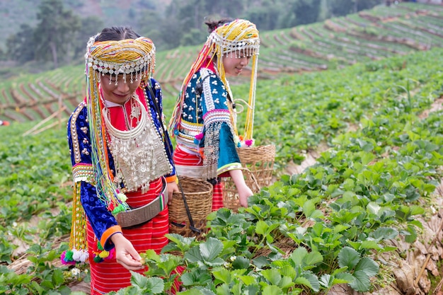 Las niñas tribales están recogiendo fresas