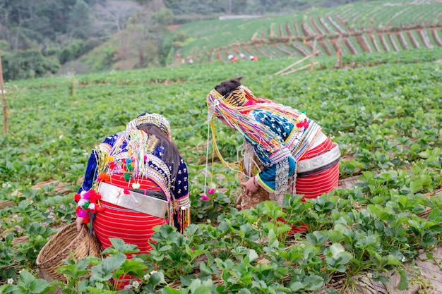 Las niñas tribales están recogiendo fresas