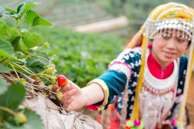 Las niñas tribales están recogiendo fresas