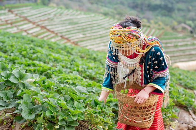 Las niñas tribales están recogiendo fresas