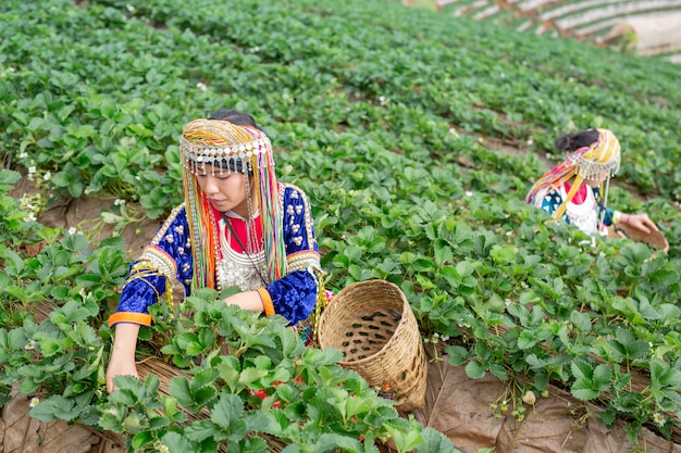 Las niñas tribales están recogiendo fresas