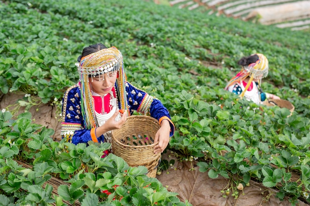 Las niñas tribales están recogiendo fresas