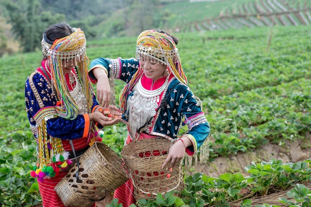 Las niñas tribales están recogiendo fresas