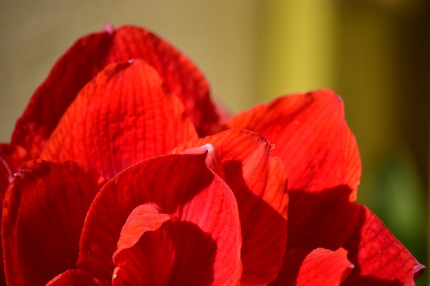 Ninfa roja floreciente Amaryllis con una flor doble en un jardín en la azotea.