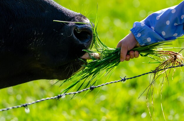 Niño alimentando una vaca negra