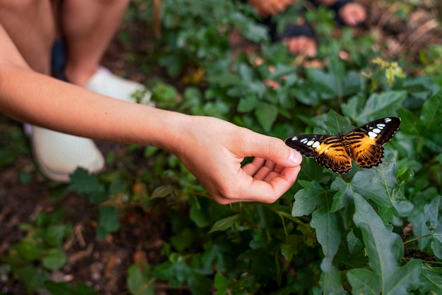 Niño de alto ángulo tocando mariposa