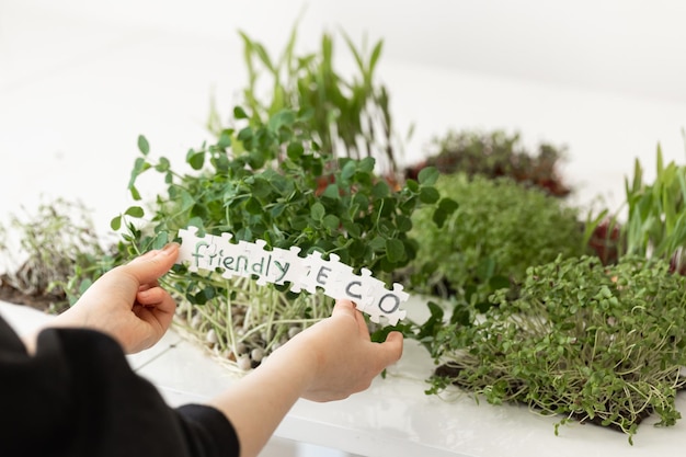 Niño brotando microgreens concepto de jardinería doméstica concepto ecológico