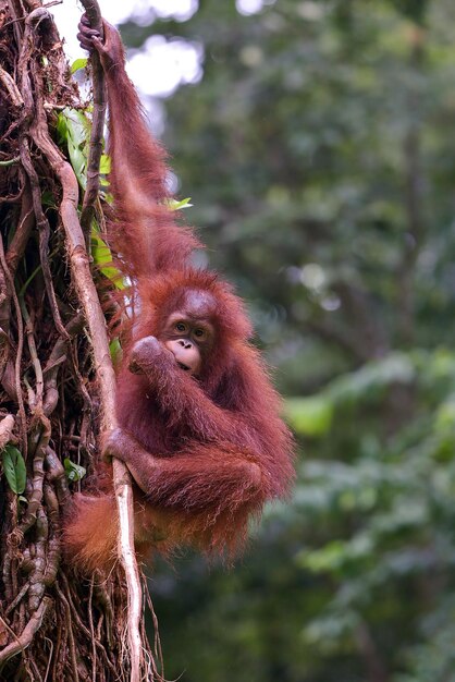 Niño orangután jugando en el árbol