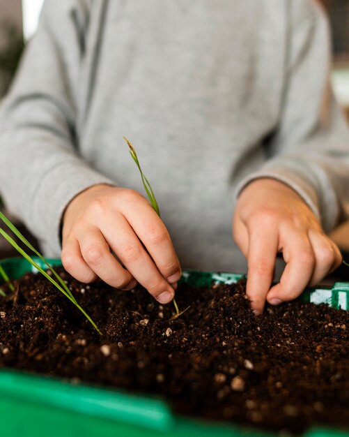 Niño plantar brotes en casa