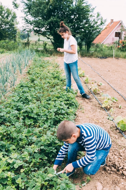 Niños cosechando fresa