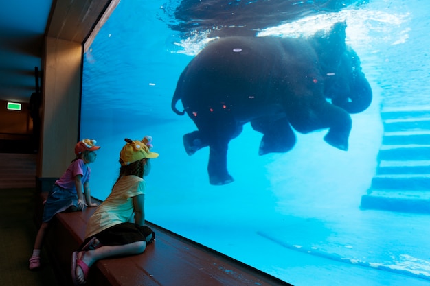 Los niños disfrutan viendo elefante nadar en el tanque de agua