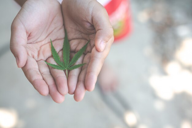 Niños con hojas de marihuana.