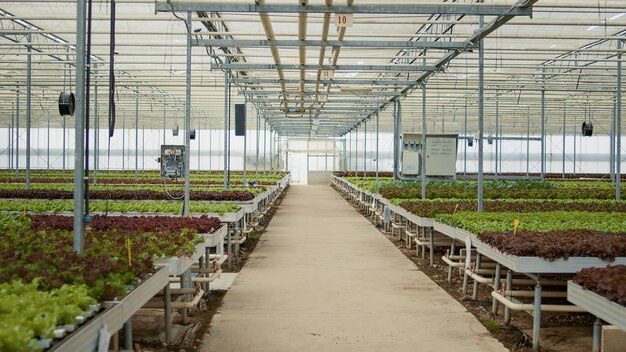 No hay personas en invernadero con sistema de riego y paneles de control que cultivan lechuga orgánica en un entorno hidropónico. Invernadero vacío con bioalimentos cultivados orgánicamente sin pesticidas