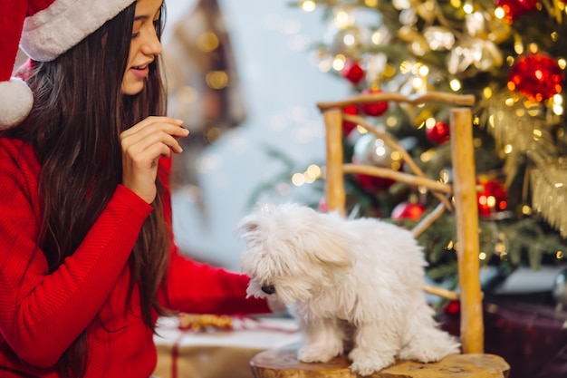 En Nochevieja, una mujer juega con un perro pequeño. Año nuevo con un amigo