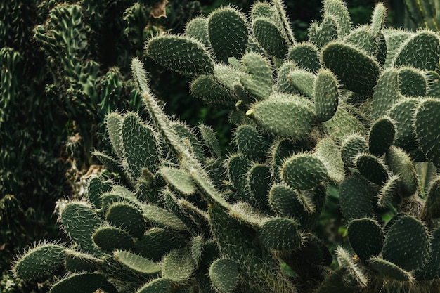 Nopal con sus espinas