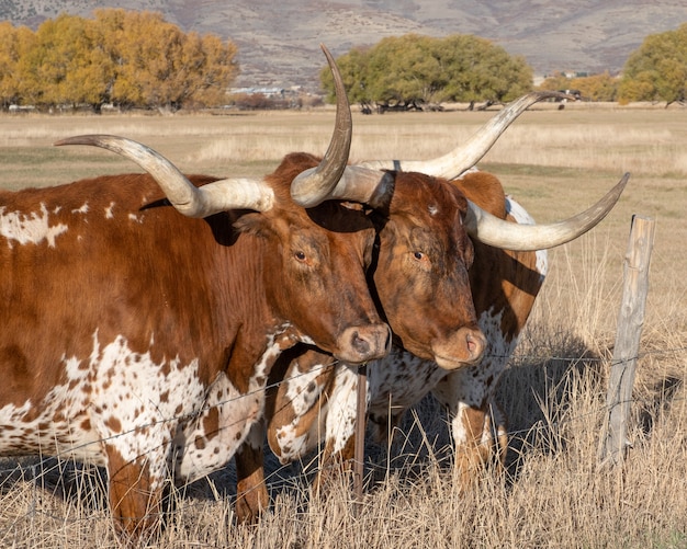 Novillos de cuernos largos