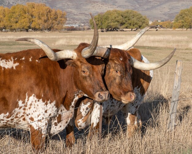 Novillos de cuernos largos