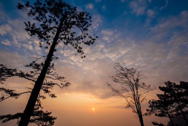 Nube, cielo azul, arbol y puesta de sol.