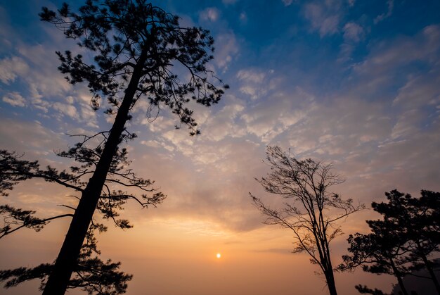 Nube, cielo azul, arbol y puesta de sol.