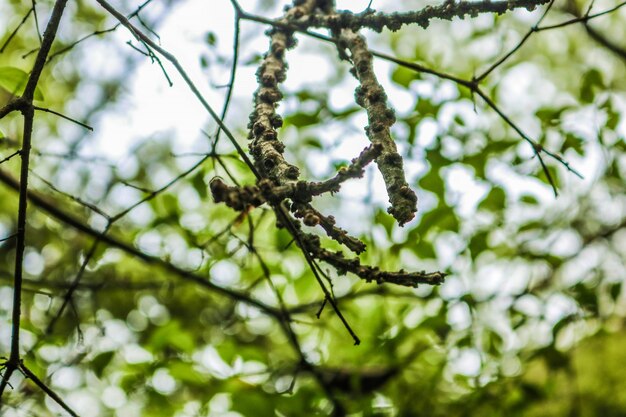 Nueva rama fresca del brote que crece verde