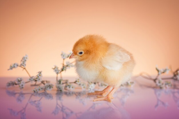 Nueva vida en primavera de pollo pequeño.