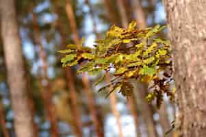 Foto gratuita nuevas hojas en primavera