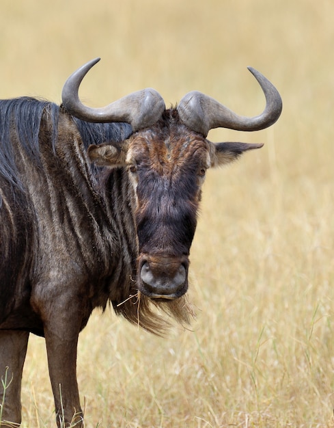 Los ñus en el parque nacional de Kenia, África