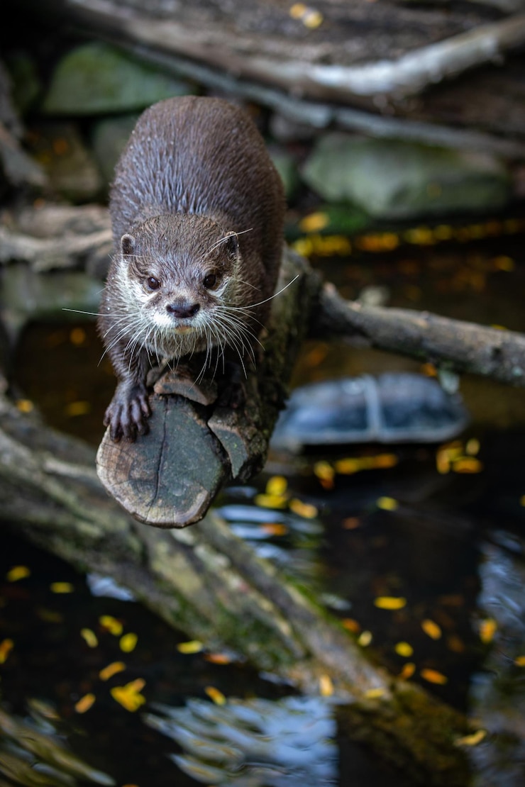 Foto gratuito nutria asiática de garras pequeñas en el hábitat natural nutria en el zoológico durante la hora del almuerzo escena salvaje con animales cautivos animales asombrosos y juguetones aonyx cinereus