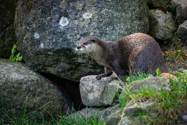 Nutria asiática de garras pequeñas en el hábitat natural Nutria en el zoológico durante la hora del almuerzo Escena salvaje con animales cautivos Animales asombrosos y juguetones Aonyx cinereus