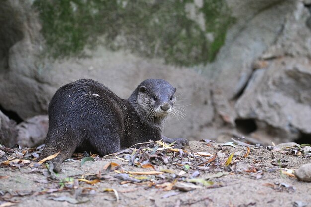 Nutria asiática de garras pequeñas en el hábitat natural