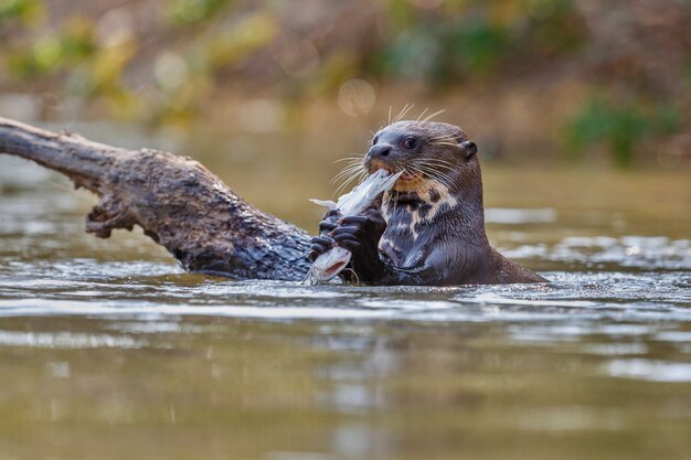 Nutria gigante de río en el hábitat natural.